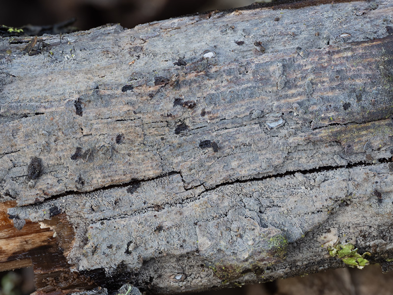 Oliveonia fibrillosa